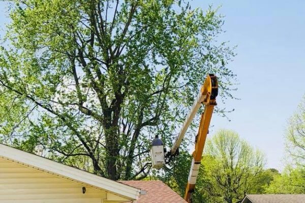 tree company bucket truck trimming tree