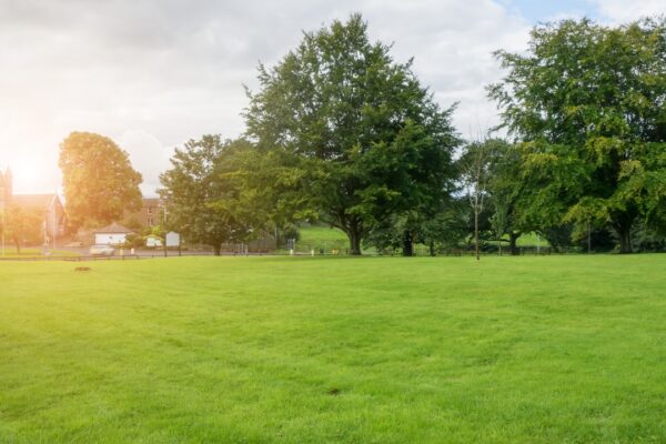 green mowed grass