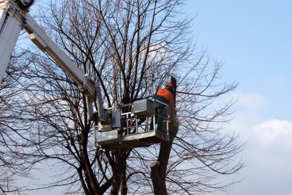 arborist trimming tree in bucket truck