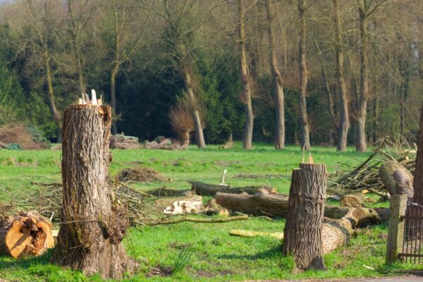 tree removal