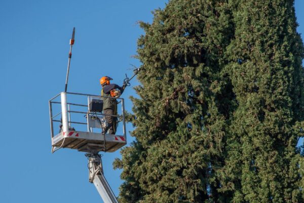 bucket truck tree trimming