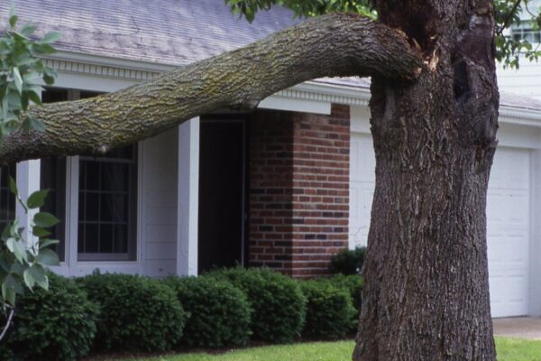 broken tree limb removal