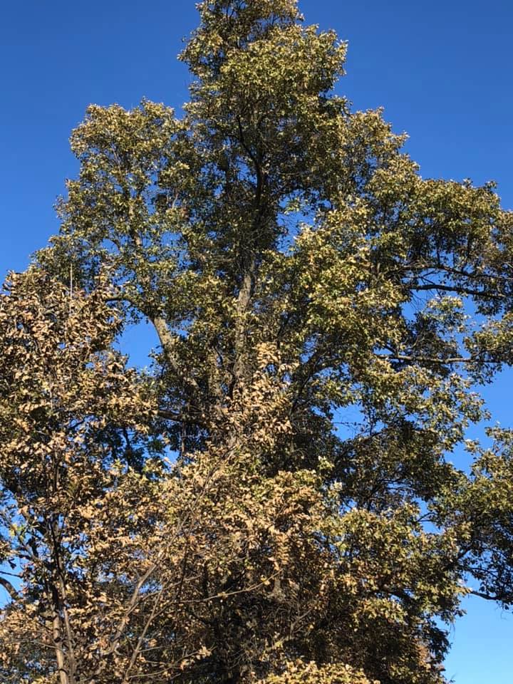 tall trees in a backyard