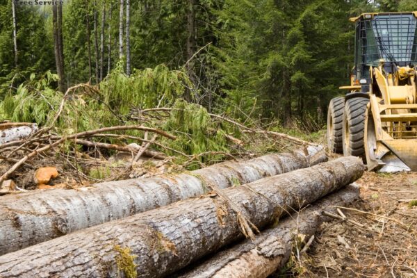 tree removal and brush clearing