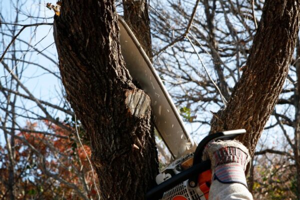 tree company cutting tree branches